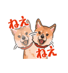 柴犬のコタロー日常スタンプ（個別スタンプ：24）