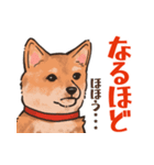 柴犬のコタロー日常スタンプ（個別スタンプ：29）