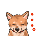 柴犬のコタロー日常スタンプ（個別スタンプ：30）