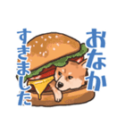 柴犬のコタロー日常スタンプ（個別スタンプ：31）