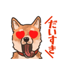 柴犬のコタロー日常スタンプ（個別スタンプ：34）