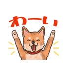 柴犬のコタロー日常スタンプ（個別スタンプ：35）