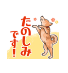 柴犬のコタロー日常スタンプ（個別スタンプ：36）