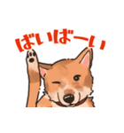 柴犬のコタロー日常スタンプ（個別スタンプ：39）
