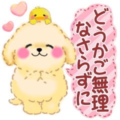 [LINEスタンプ] かわいい♥トイプードルの気づかい