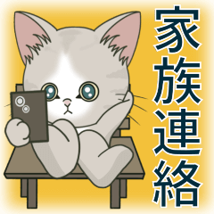 [LINEスタンプ] 【家族連絡】仔猫のぽんにゃん☆毎日使える