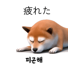 [LINEスタンプ] [40P]柴犬日常韓国語