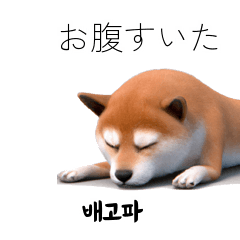 [LINEスタンプ] しばいぬ日常韓国語40P
