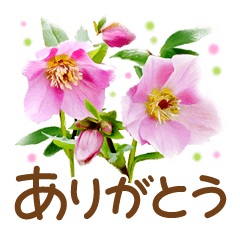 [LINEスタンプ] ほんわかさん【綺麗な花と丁寧語】No.34