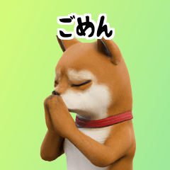 [LINEスタンプ] 柴犬ビッグステッカー40p i8U